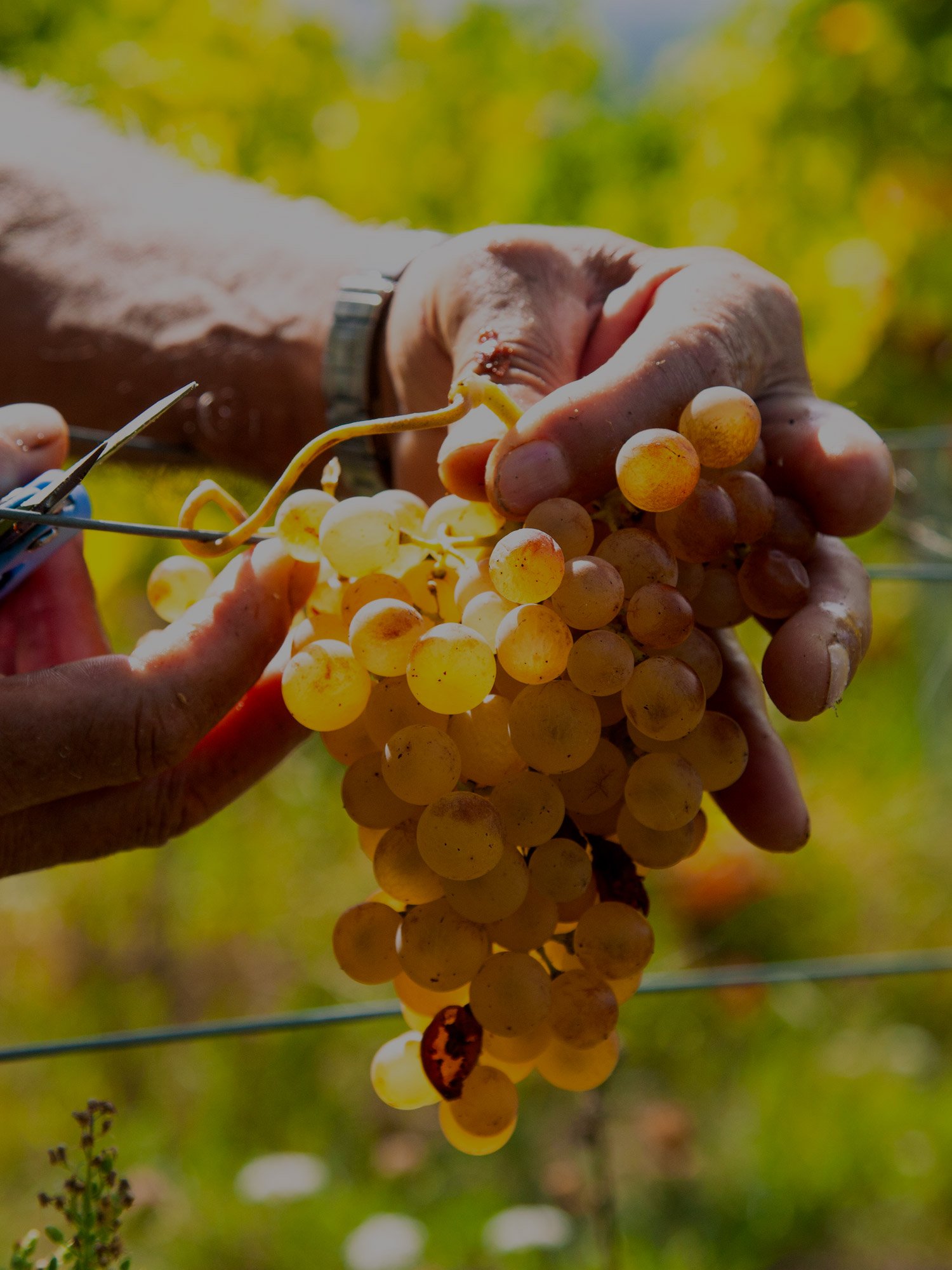 Le Vigne — Malgiacca
