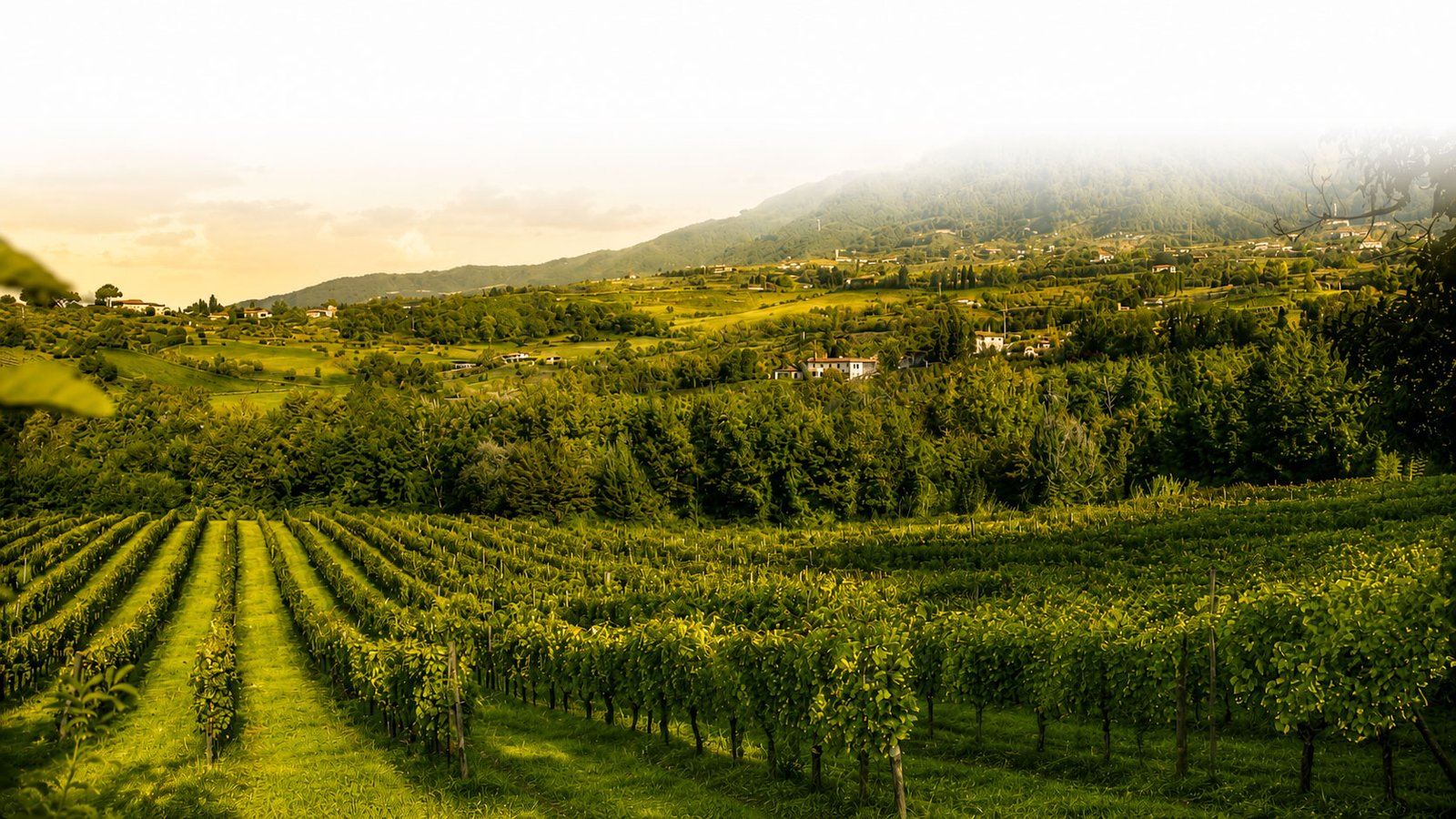 Panorama dei vigneti Malgiacca al tramonto tra le colline della Lucchesia